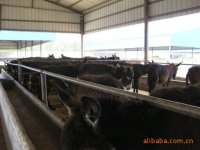 肉驴养殖,肉驴养殖场,山东汇泉肉驴养殖场