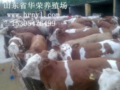 肉牛，肉羊，肉驴长期出售，价格优惠图1