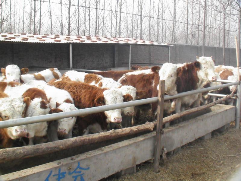 优惠价格长期出售育肥肉牛犊波尔山羊养殖