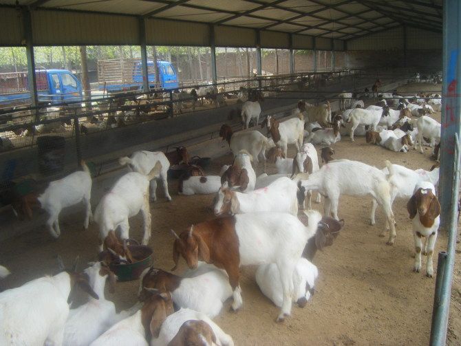 牛羊养殖可提供养殖技术