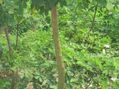 批发1-6公分的黄花槐苗、黄花槐树、黄花槐价格、自贡黄花槐图1