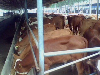 肉牛良种长势快效益高选购可优惠