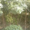 惊爆特价山西运城国槐小苗和１－３公分国槐苗木批发基地长势优良