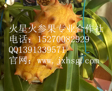 中国最大的火参果种植专业合作社