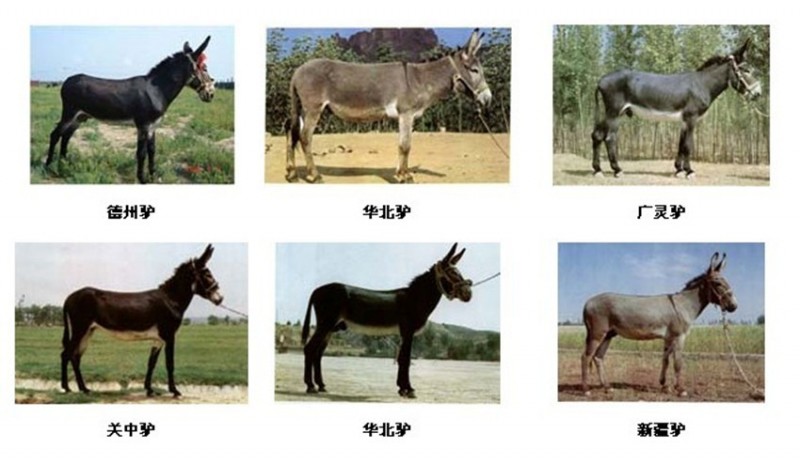 山东省畜牧局肉驴养殖基地