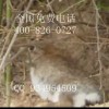 禽流感年年来养殖兔子效益稳定