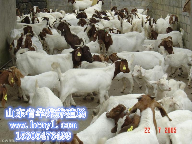 波尔山羊山羊养殖，年入白万不是梦，提供养殖技术