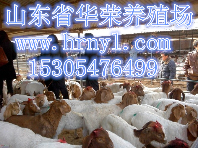 牛苗羊苗，肉牛犊羊羔长期优惠出售