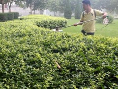 绿地美牌电动绿篱修剪机，质量信得过品牌图1