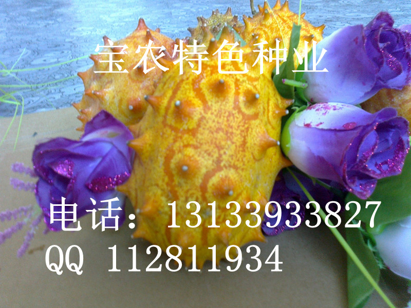 江西火参果，广州火参果，浙江火参果种植全来源于江西宝农