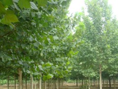 河北垂柳_垂柳价格_垂柳小苗_垂柳报价_河北垂柳供应商图1