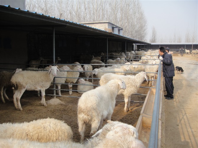 山羊养殖技术，波尔山羊养殖技术，种羊养殖技术汇泉网
