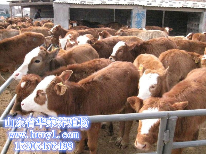 优质肉牛犊优惠将价格提供养殖技术