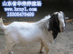 波尔山羊效益分析最新市场价格图1