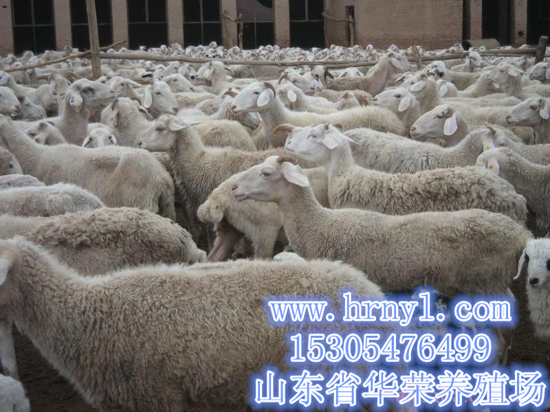 小尾寒羊养殖，优惠价格提供养殖技术