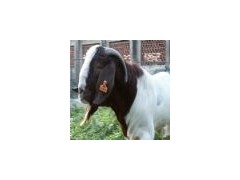 山东隆顺供应小尾寒羊图1