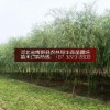 石家庄垂柳 廊坊垂柳