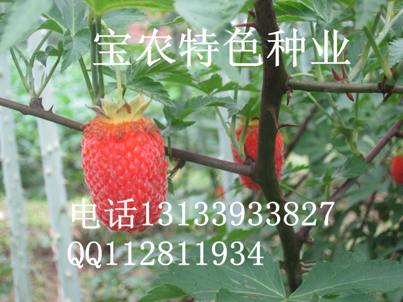特色水果种植，红树莓种植