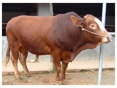 济宁改良牛价格最低长期供应欢迎选购厂家首选嘉祥县隆顺养殖场图1