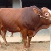 济宁改良牛价格最低长期供应欢迎选购厂家首选嘉祥县隆顺养殖场