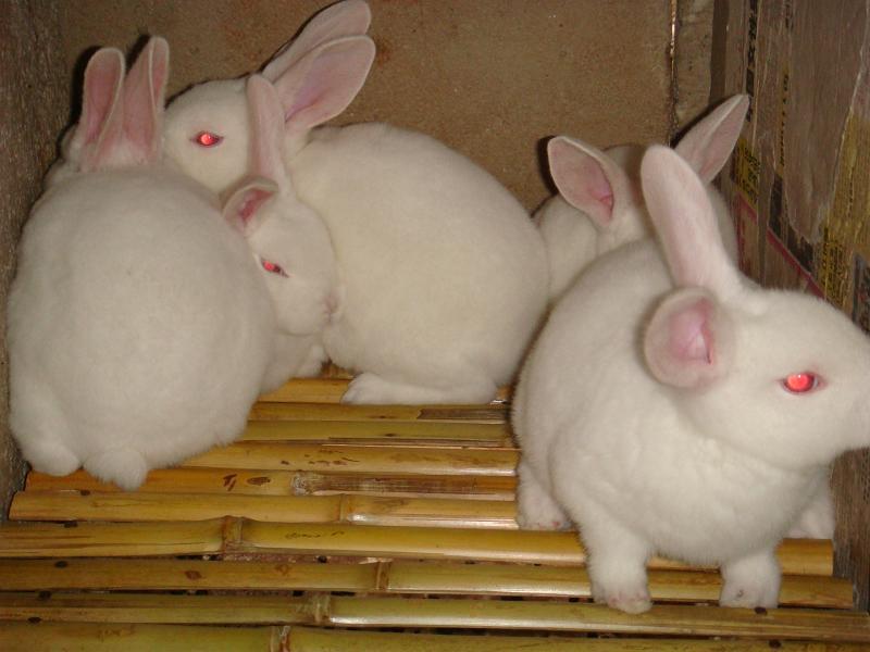 哪里有大型的獭兔养殖场？种兔多少钱一只？