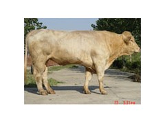 中国最大隆顺肉牛繁殖基地图1