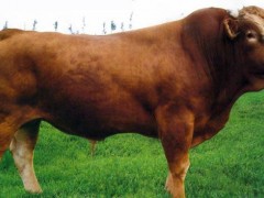 肉牛养殖技术最好养殖场到隆顺牧业图1