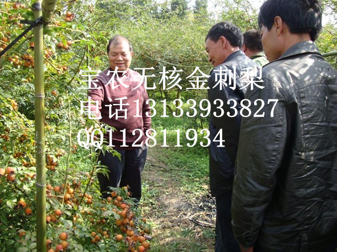 无核金刺梨的高产栽培技术和管理
