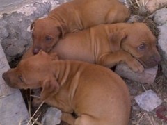 肉狗养殖赚钱吗_泉林养殖场图1