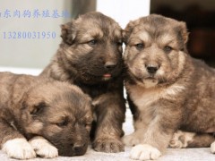 改良肉狗苗养殖出售优惠价格图1