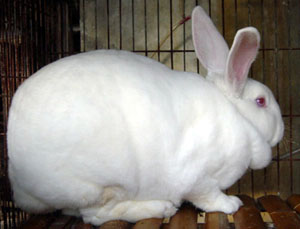 什么地方的獭兔养殖场比较好？獭兔多少钱一只？