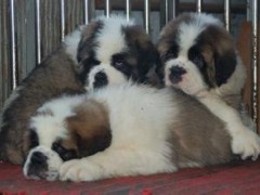 养殖肉狗，改良狗苗养殖图1