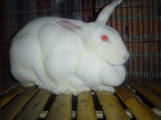 甘肃省兰州市哪里有獭兔养殖场？獭兔多少钱一只？