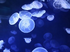 房产水母展 房产海洋展  海龟展图1