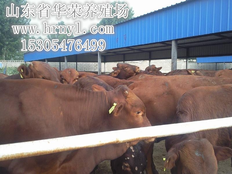 养殖改良肉牛，肉驴价格优惠