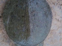 江苏甲鱼养殖|甲鱼苗批发价格图1
