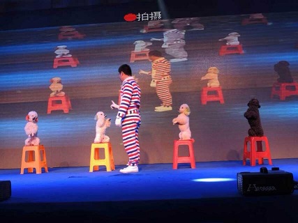 上海训狗表演 上海贵宾演出  上海动物表演  上海训鸟表演