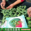 山东嫁接西瓜苗,黄瓜苗大量供应中