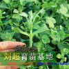 河南嫁接西瓜苗价格？多少钱？刘超育苗基地告诉你价格