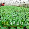 亳州嫁接西瓜苗价格多少？