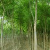 供应济宁山东新宇苗木基地有1-15公分的白蜡电话18953737566