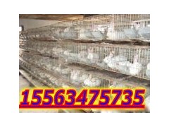 哪里有肉兔獭兔养殖基地肉兔种兔销售图1