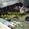 浙江绿美健兔业养殖中华黑豚鼠招商|养殖中华黑豚鼠加盟