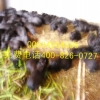 食草动物黑豚养殖具有优势