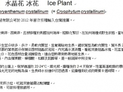 优质冰菜种子到货图3