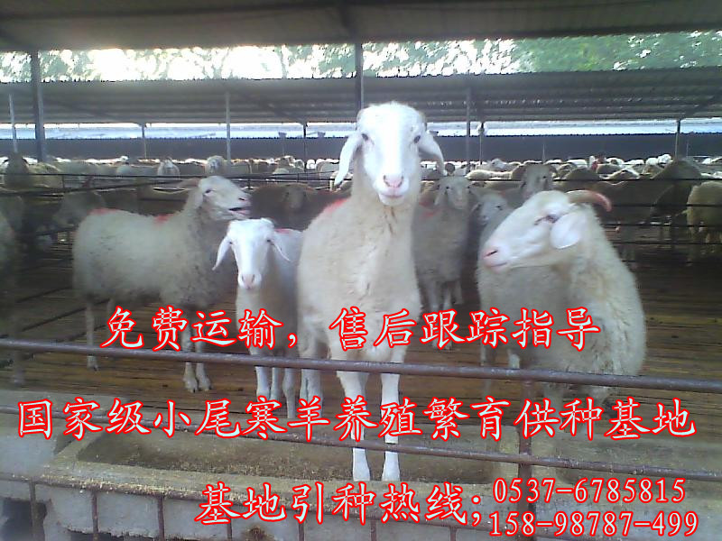 山东小尾寒羊养殖场2014年全面上线