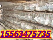 那里有肉兔养殖场HTR獭兔养殖场HRT肉兔獭兔价格