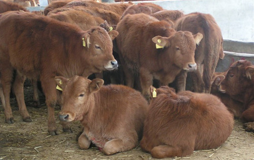 肉牛养殖场常年销售肉牛犊联系电话15898787499