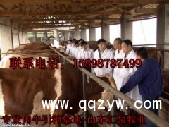 山东牛场最新信息_山东汇泉养牛场图1