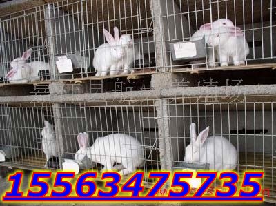 山东肉兔獭兔养殖基地肉兔市场价格
